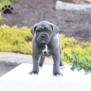 Dixie, Cane Corso Puppy
